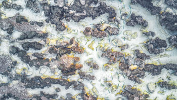 Hamelin Pool Stromatolites