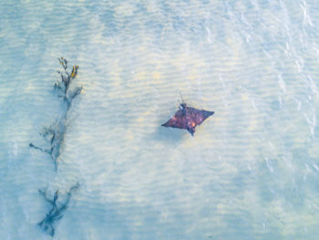 Port Douglas Stingray