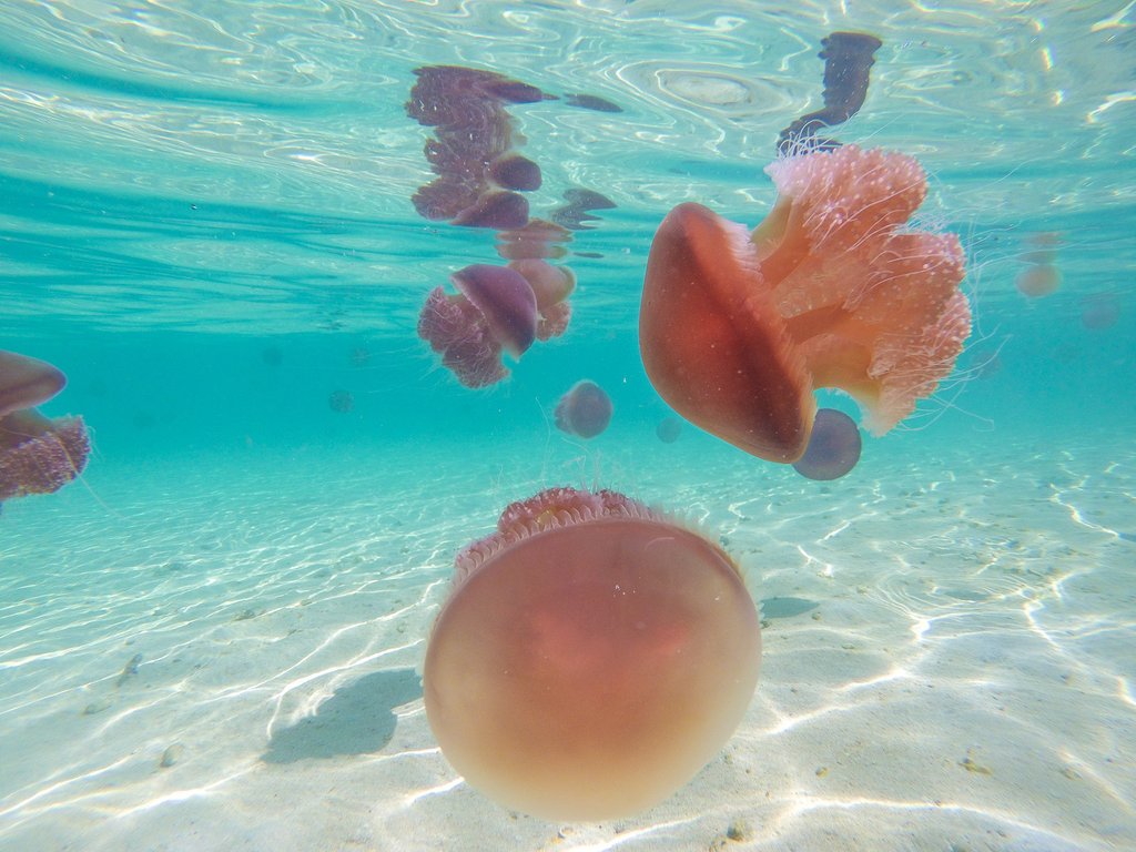 jellyfish in water