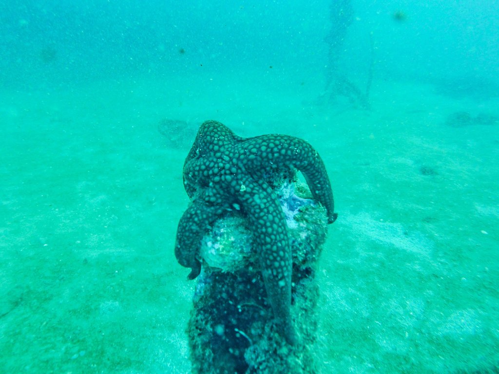 starfish pole