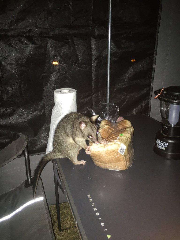 raccoon theif